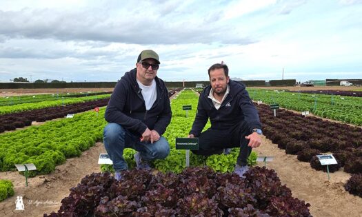 Línea Defense frente a Fusarium y Nasonovia 2