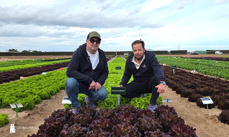 Más resistencias, vida útil, rendimientos y sabor en cultivos de invierno al aire libre