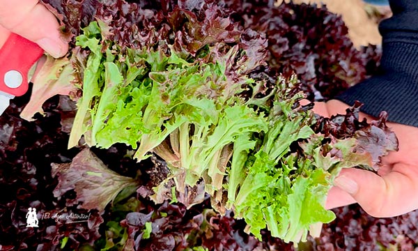 Rijk Zwaan lidera la respuesta a los grandes retos del mercado agroalimentario en el Winter Open Field Days 2026 3