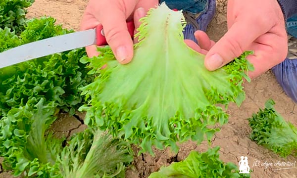 Rijk Zwaan lidera la respuesta a los grandes retos del mercado agroalimentario en el Winter Open Field Days 2026 4