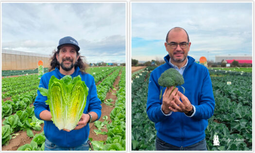 Syngenta adelanta la próxima generación de hoja y brásicas en Demo Days Salads 2026 -agroautentico.com