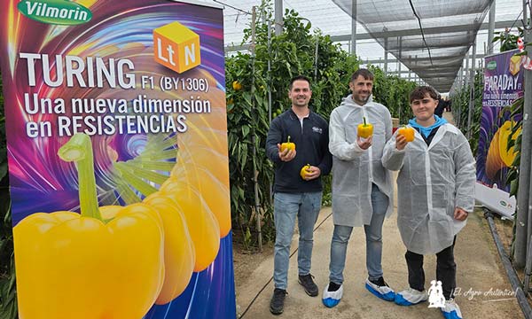 Turing Las nuevas variedades de california de Vilmorin Mikado responden en su final de ciclo