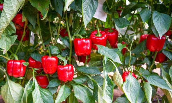 Variedad de california rojo Vigilante de CapGen Seeds / agroautentico.com