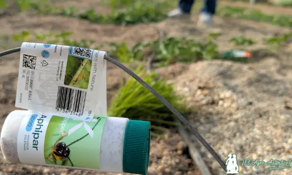 Aphidius colemani en melón y sandía de Koppert / agroautentico.com