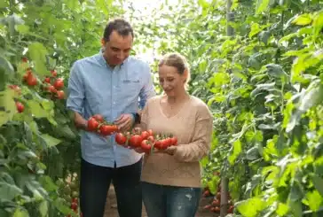 BASF | Nunhems enseña sus variedades y pies resistentes a rugoso en cuatro fincas demo