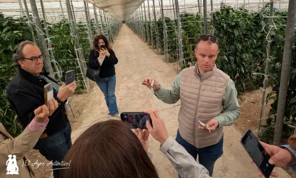 Baltasar Pérez en una de las fincas de pimiento en las que se han hecho ensayos / agroautentico.com