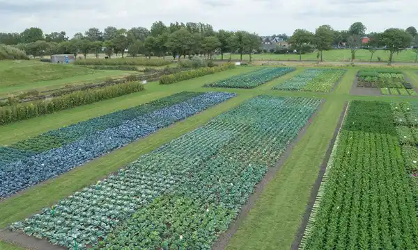 Bejo celebra 30 años como pionera en semillas ecológicas 4