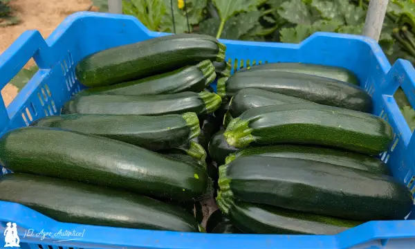 Calabacín Naranco / agroautentico.com