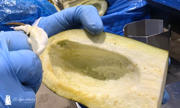 Fábrica de IV gama de berenjena de Unica Group / agroautentico.com