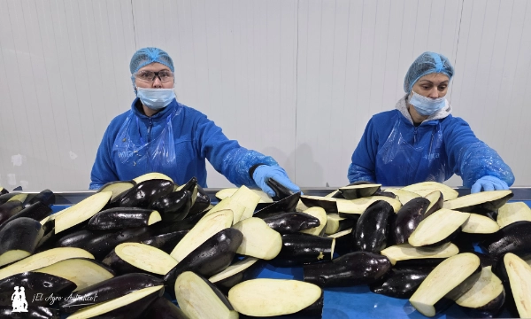 Fábrica de IV gama de berenjena de Unica Group / agroautentico.com
