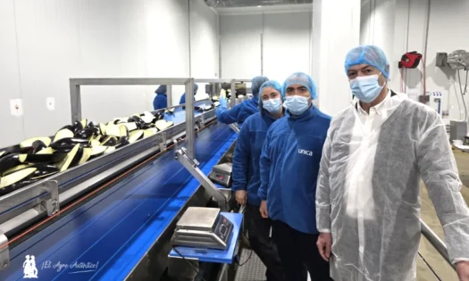 Fábrica de IV gama de berenjena de Unica en Aguadulce / agroautentico.com