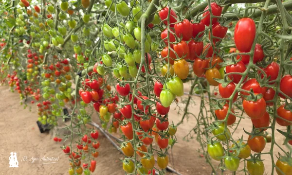 Tomate cherry Adorelle  con resistencia a rugoso