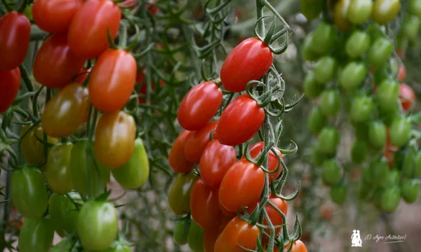 Tomate cherry Corseo  con resistencia a rugoso 4