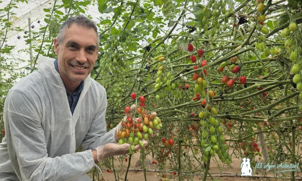 Tomate cherry Corseo  y Kumatos resistentes a rugoso
