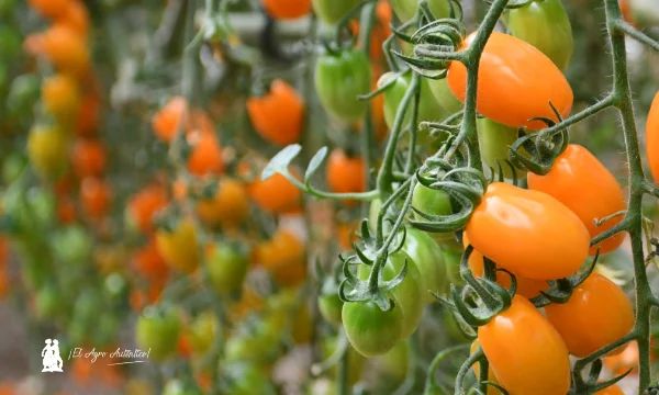 Tomaate cherry naranja Tatoo con resistencia a rugoso
