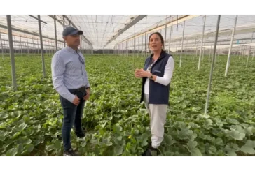 Ecoculture reduce un 20% los abortos tras el cuaje en sandía Fashion y favorece el engorde de los frutos