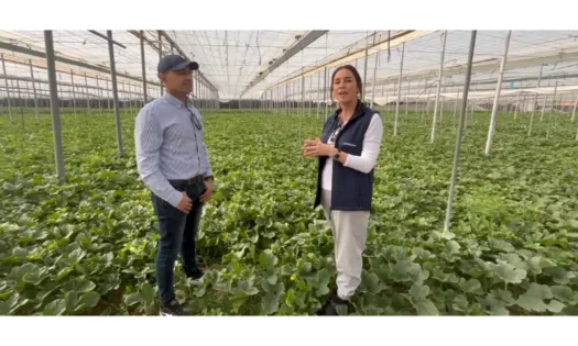 Ecoculture reduce los abortos tras el cuaje en sandía Fashion y favorece el engorde de los frutos