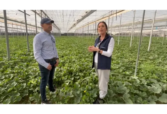 Ecoculture reduce un 20% los abortos tras el cuaje en sandía Fashion y favorece el engorde de los frutos