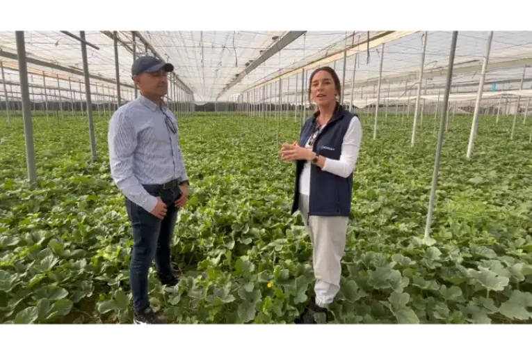 Ecoculture reduce un 20% los abortos tras el cuaje en sandía Fashion y favorece el engorde de los frutos