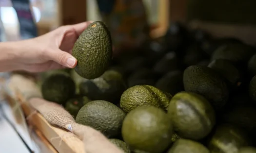 El aguacate y el mango europeos dan un paso al frente para competir en los grandes mercados del continente