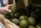 España con 24.800 hectáreas de aguacate y 6.150 de mango se reivindica frente al origen de ultramar