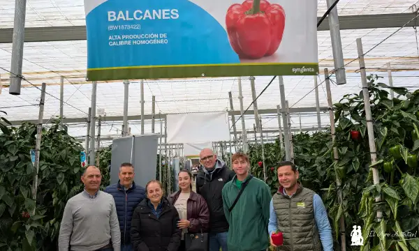 Equipo técnico de la división de insumos de Costa de Almería con Syngenta y su pimiento tardío Balcanes / agroautentico.com