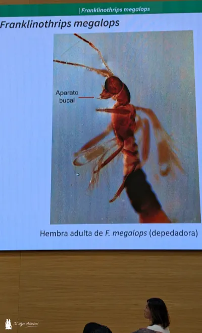 Franklinothrips megalops / agroautentico.com