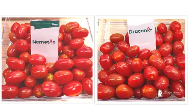 Hazera renueva con resistencias reforzadas a rugo 8so su catálogo de cherry