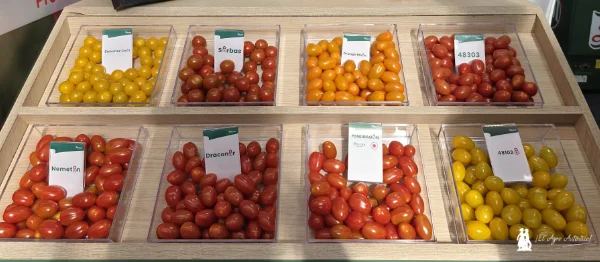 Hazera renueva con resistencias reforzadas a rugoso su catálogo de cherry 5