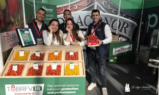 Hazera renueva con resistencias reforzadas a rugoso su catálogo de cherry 2