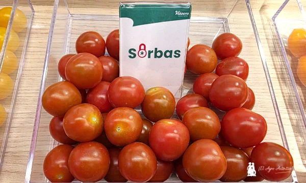 Hazera renueva con resistencias reforzadas a rugoso su catálogo de cherry 7