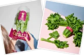 Hortofortini y Fortini firman la exclusividad con Rijk Zwaan para producir un apio mini pionero en Europa