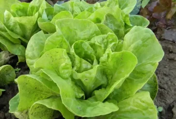 IBMA propone el biocontrol frente al pulgón en lechuga y brásicas