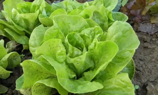 IBMA propone el biocontrol frente al pulgón en lechuga y brásicas- agroautentico.com