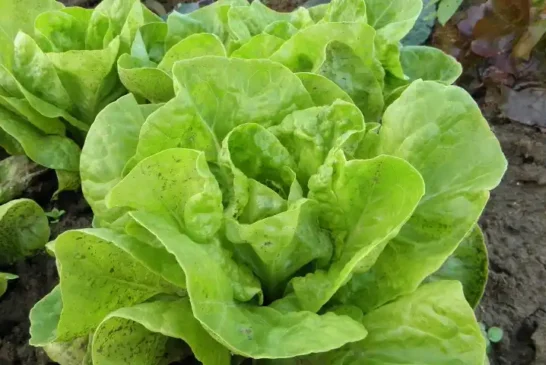 IBMA propone el biocontrol frente al pulgón en lechuga y brásicas