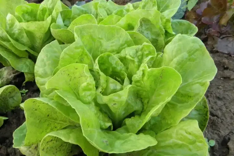IBMA propone el biocontrol frente al pulgón en lechuga y brásicas