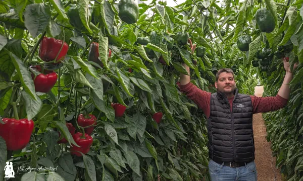 Joaquín Cañabate, desarrollo de pimiento en Capgen Seeds / agroautentico.com