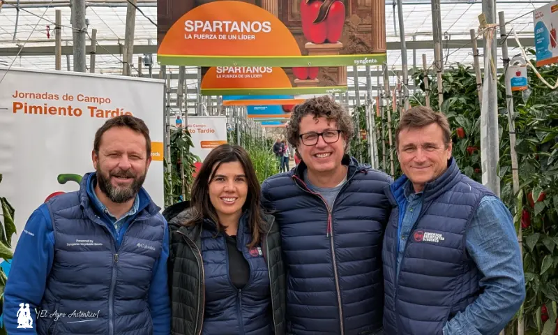 Syngenta pimiento tardío / agroautentico.com