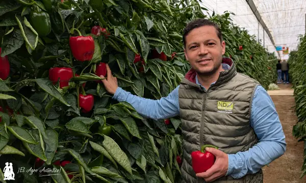 José Vázquez de Syngenta con el pimiento tardío Leontes / agroautentico.com