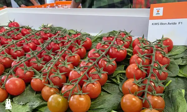 KWS Vegetables ya expone con sus primeras variedades-cherry Avida
