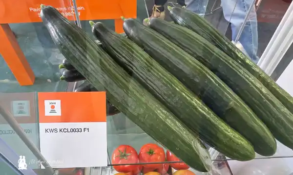 KWS Vegetables ya expone con sus primeras variedades 6