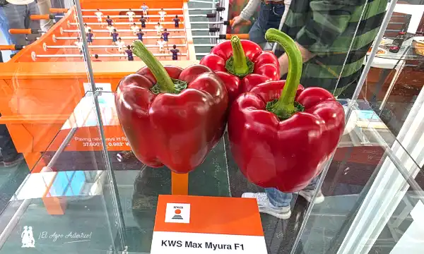 KWS Vegetables ya expone con sus primeras variedades- pimiento Myura
