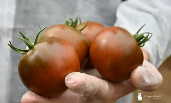 Llegan los primeros Kumatos resistentes a rugoso 2