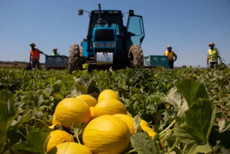 Marfruit melón amarillo / agroautentico.com