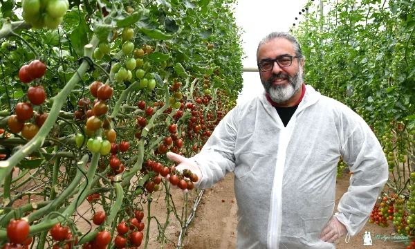 Llegan los primeros Kumatos resistentes a rugoso