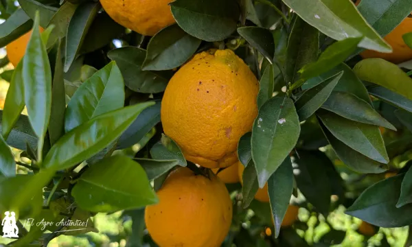 Piojo rojo de California en cítricos / agroautentico.com