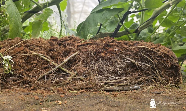 Portainjertos Maaspower con resitencia a rugoso y nematodos de BASF Nunhems