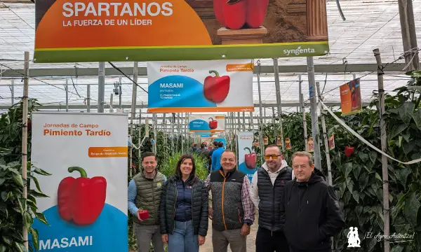 Spartanos y Masami en el ciclo tardío de pimiento de Syngenta / agroautentico.com