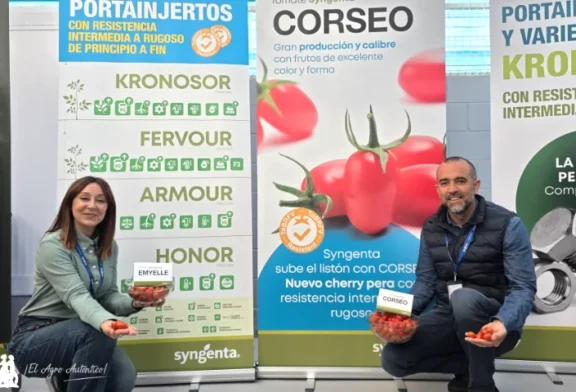 Nuevos cherry de Syngenta: Corseo y Emyelle en rojo, Tatto en naranja y Keisha en marrón
