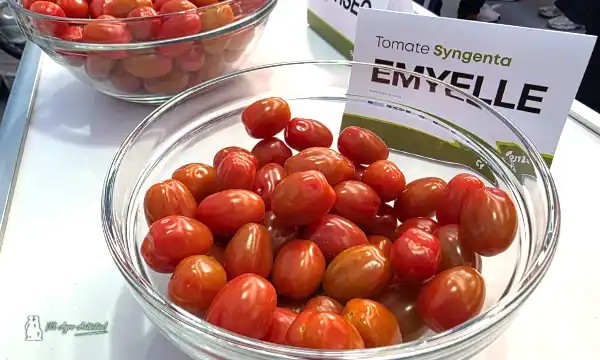 Cherry de Syngenta Emyelle / agroautentico.com